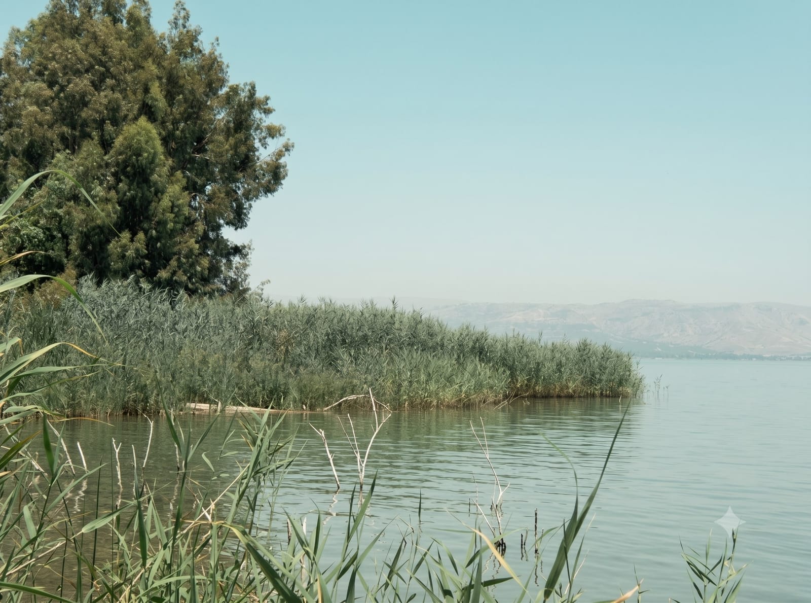 תמונה מתוך "הו כינרת שלי... ההיית או????"